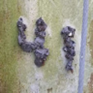 Meet your Posher, Goatt